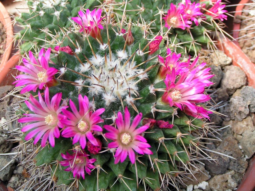 Mammillaria collinsii